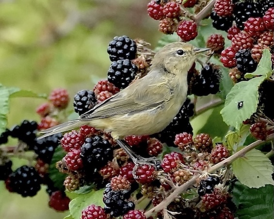chiffchaff